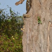  The Serengeti, TZ